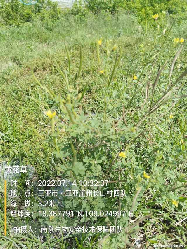 黄花草