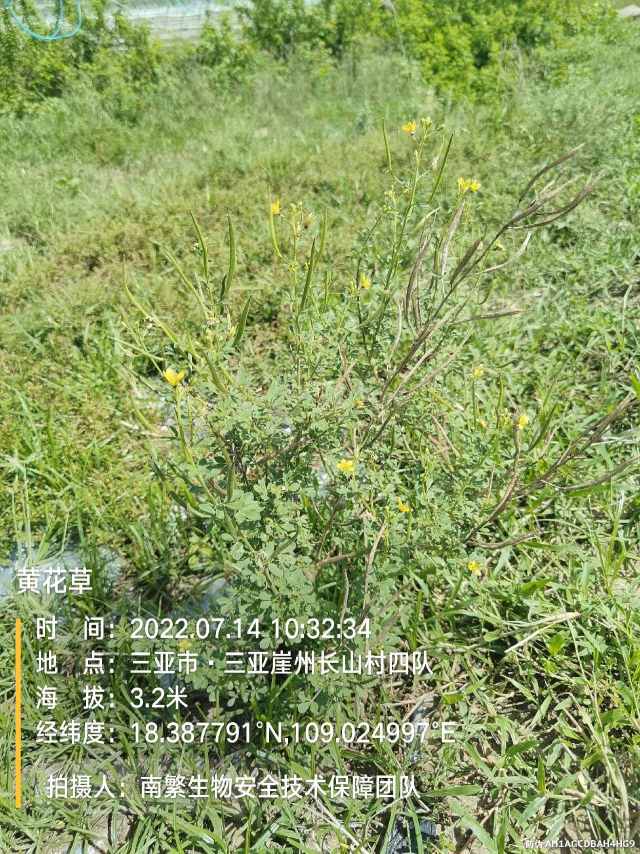 黄花草
