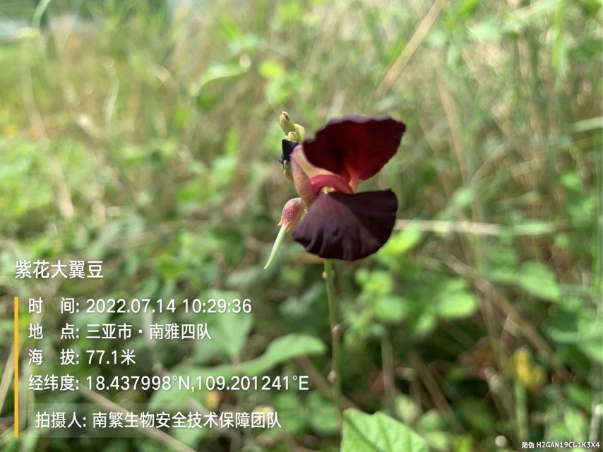 紫花大翼豆