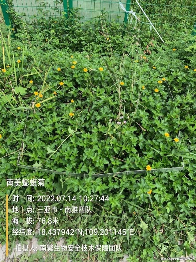 南美蟛蜞菊