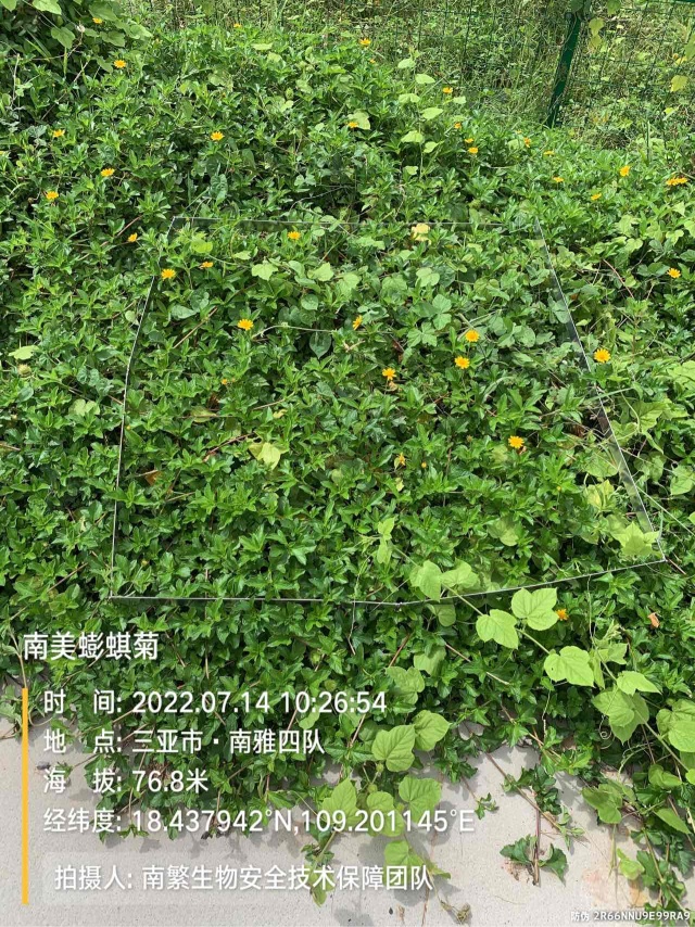 南美蟛蜞菊