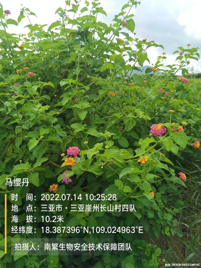 马缨丹