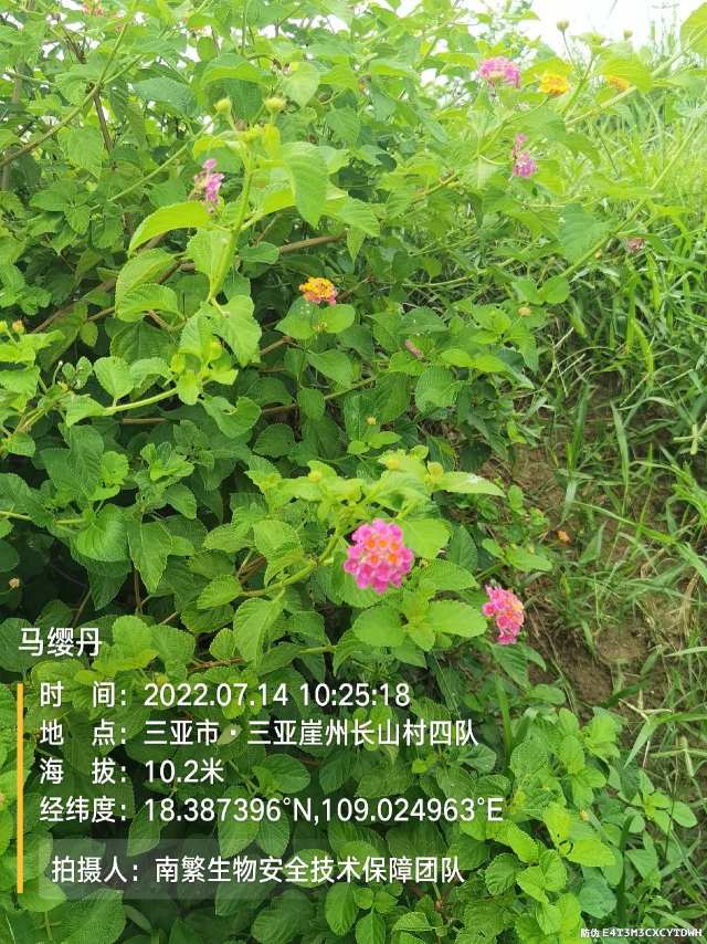 马缨丹