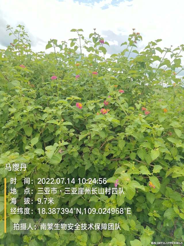 马缨丹