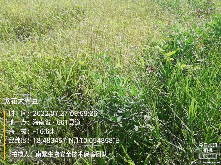 紫花大翼豆