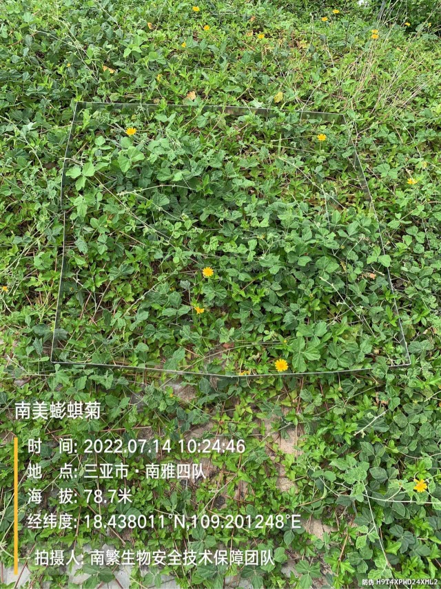南美蟛蜞菊