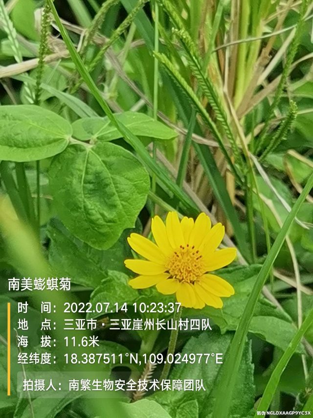 南美蟛蜞菊