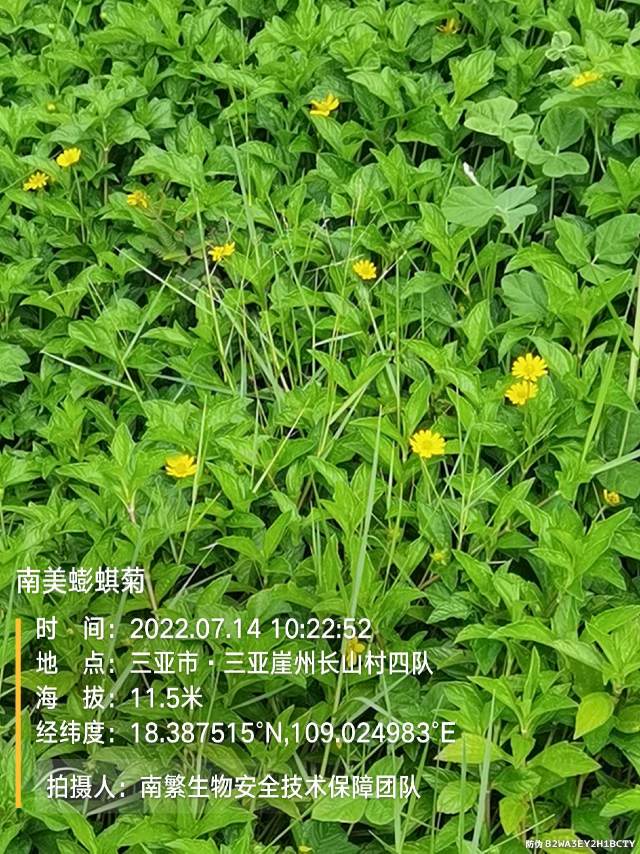 南美蟛蜞菊