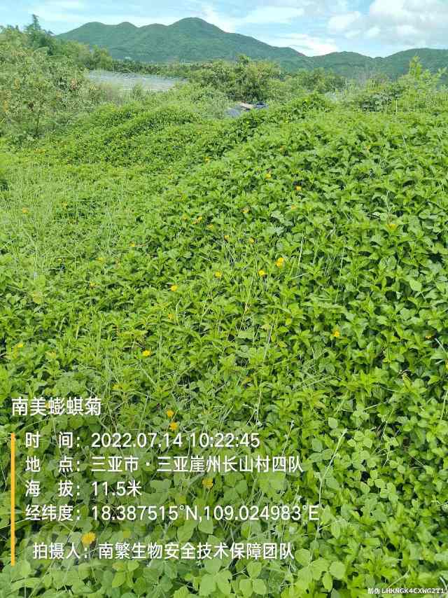 南美蟛蜞菊