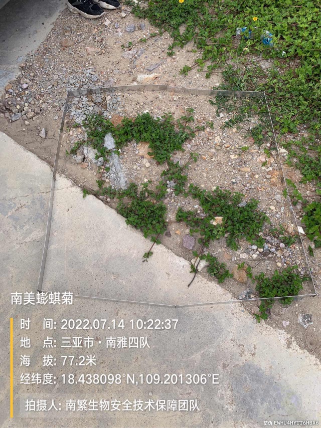 南美蟛蜞菊
