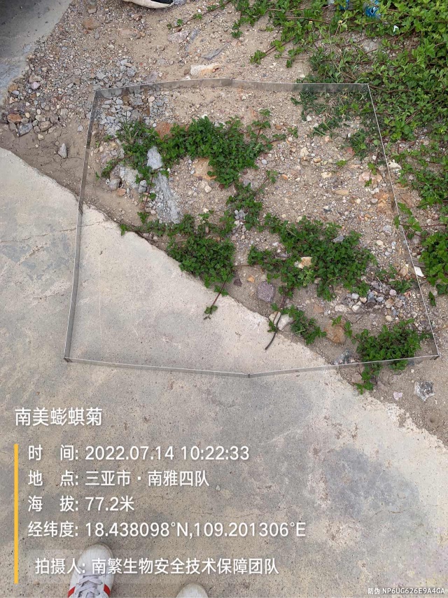 南美蟛蜞菊