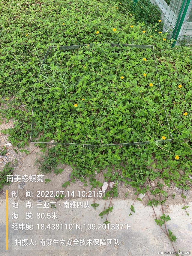 南美蟛蜞菊
