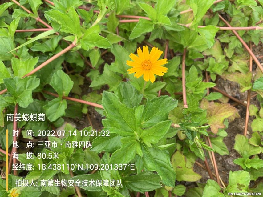 南美蟛蜞菊