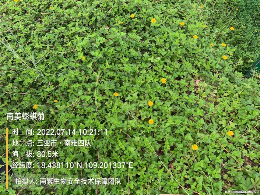 南美蟛蜞菊