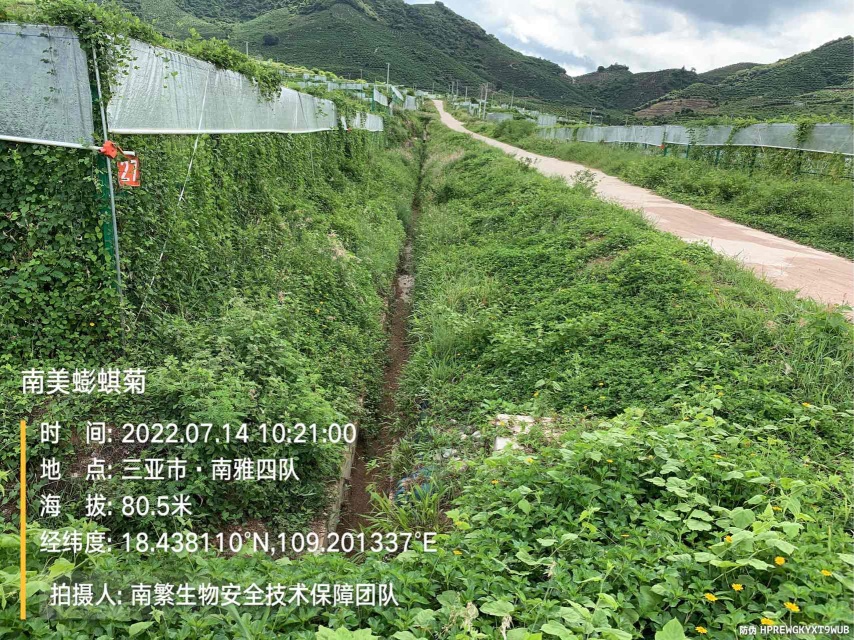 南美蟛蜞菊