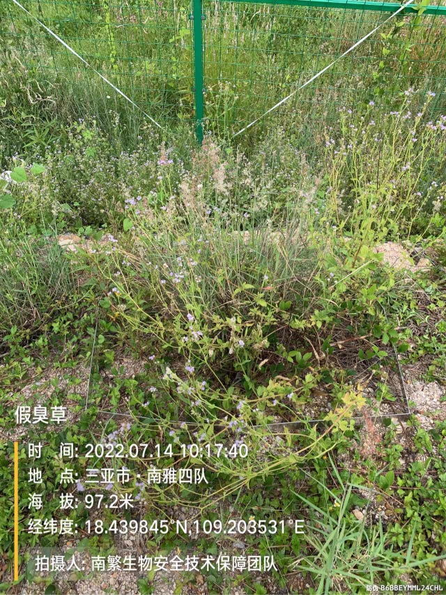 假臭草