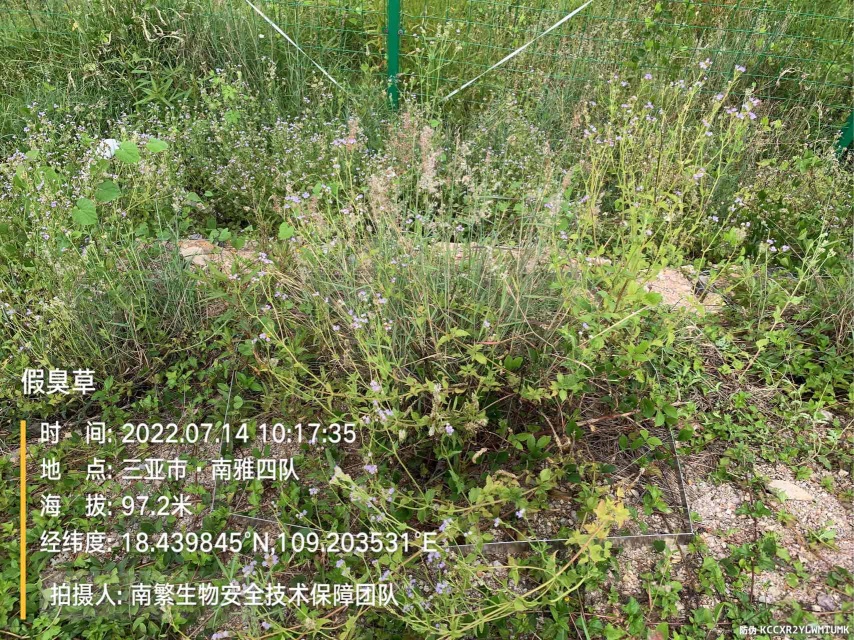 假臭草