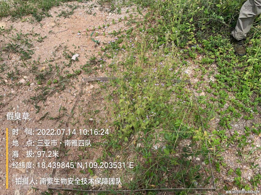 假臭草
