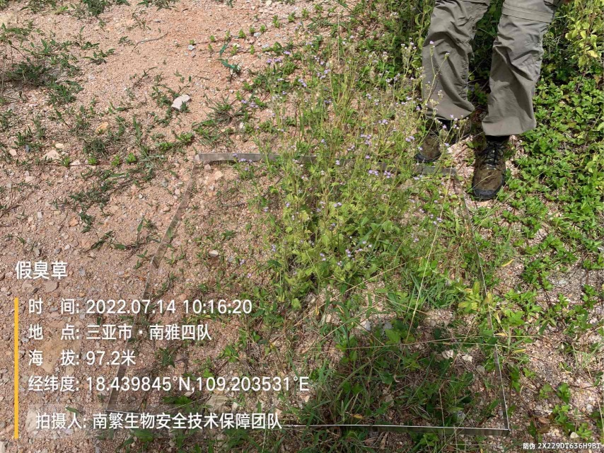 假臭草