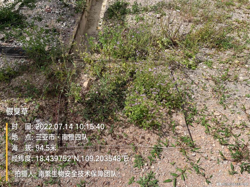 假臭草