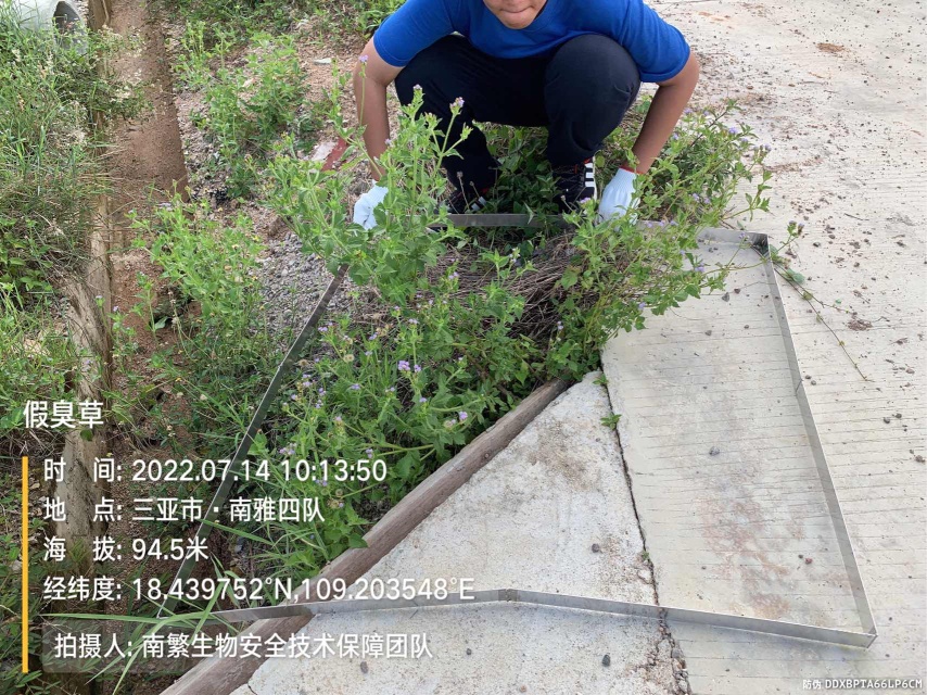假臭草