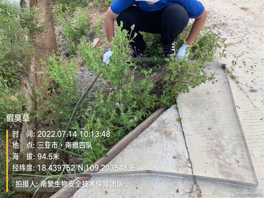 假臭草