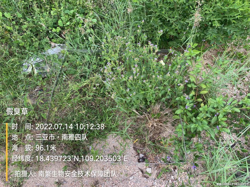 假臭草