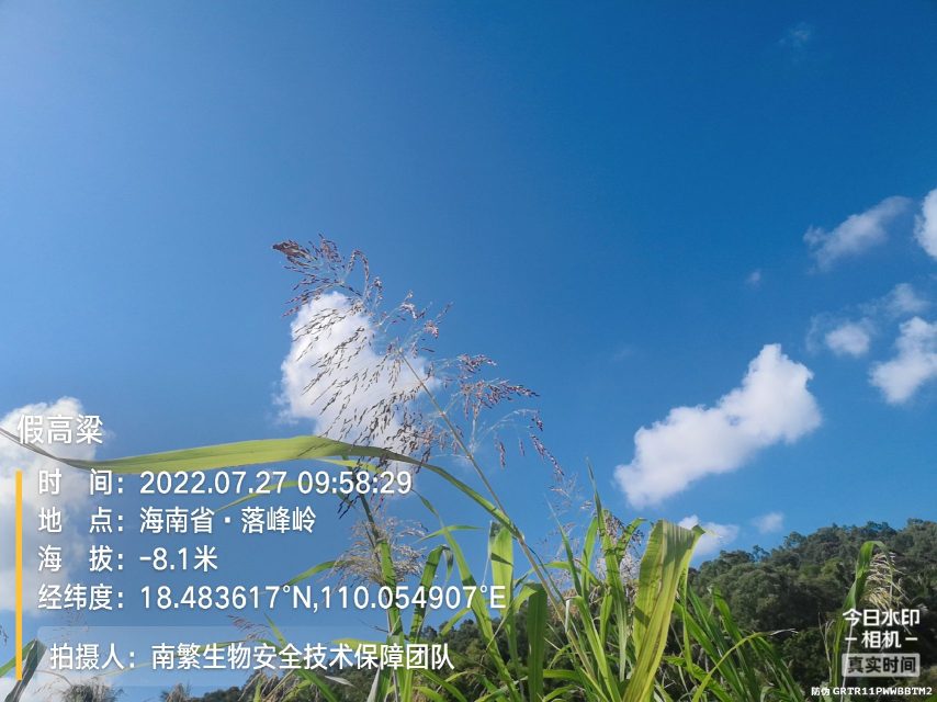 假高粱