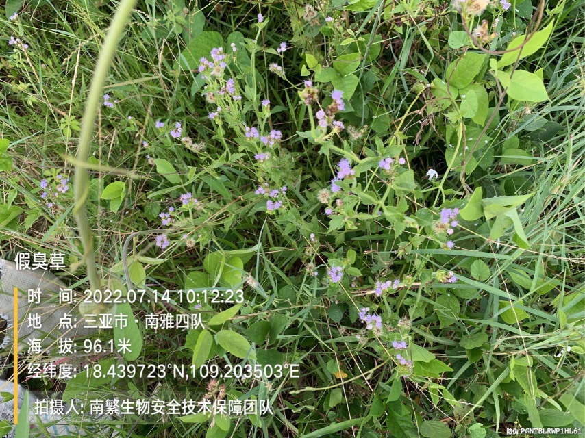 假臭草