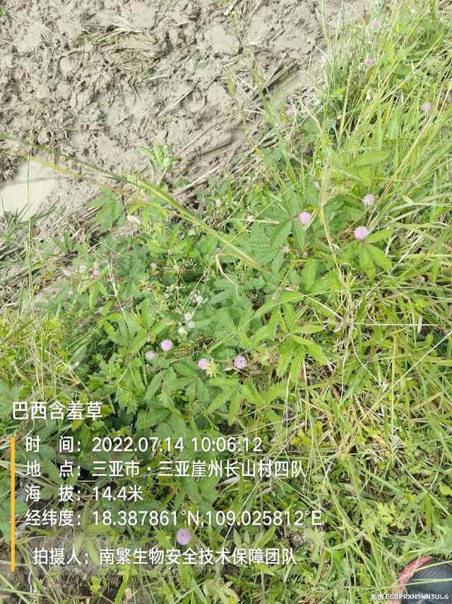巴西含羞草