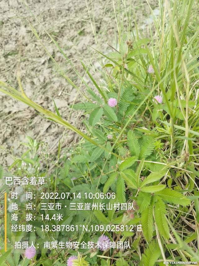 巴西含羞草