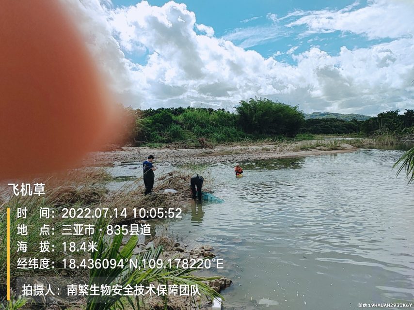 飞机草