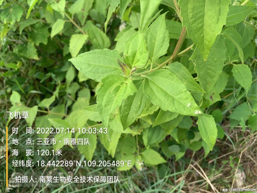 飞机草