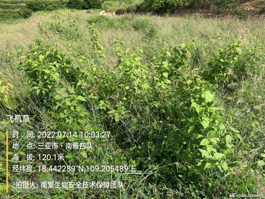 飞机草
