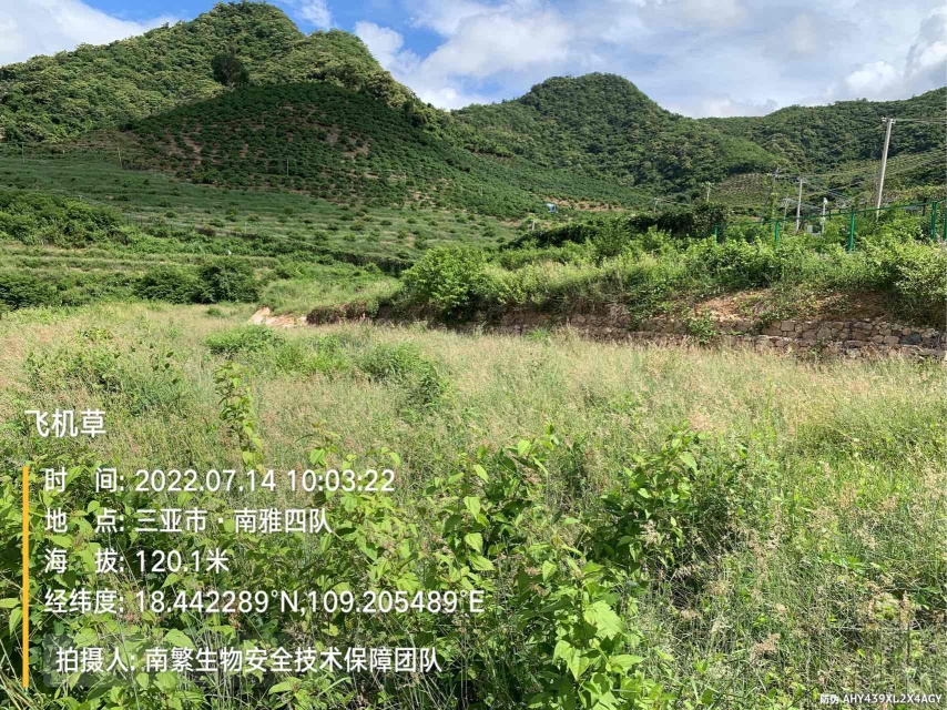 飞机草