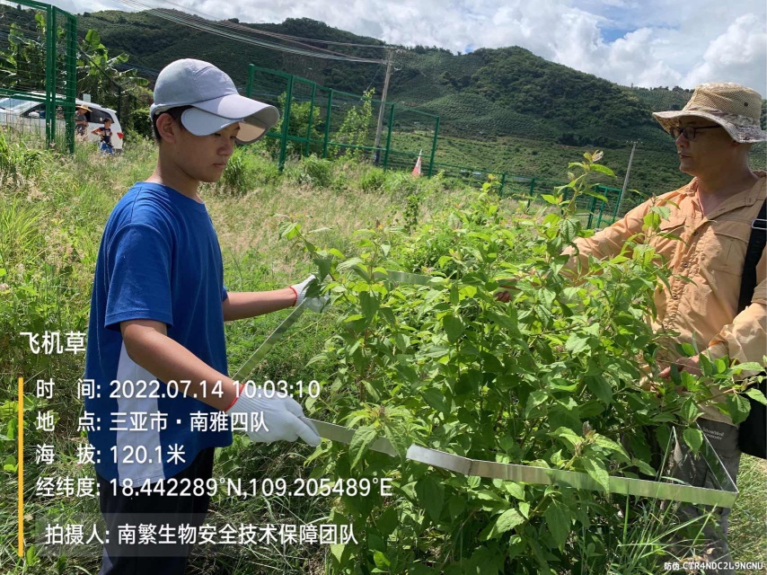 飞机草