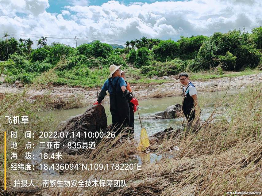 飞机草
