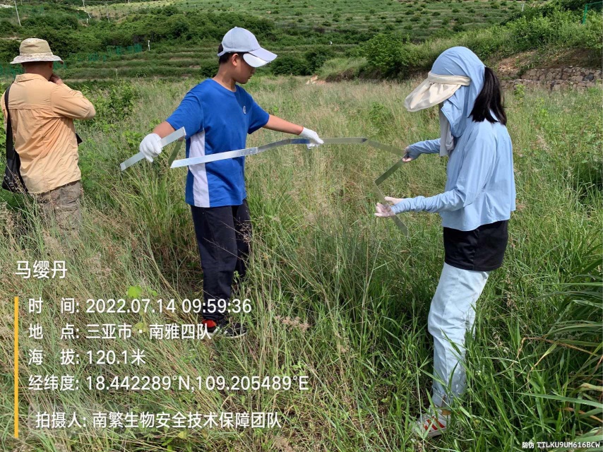 马缨丹