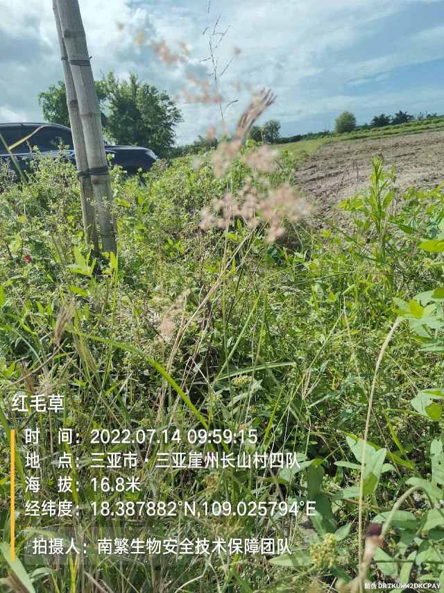 红毛草