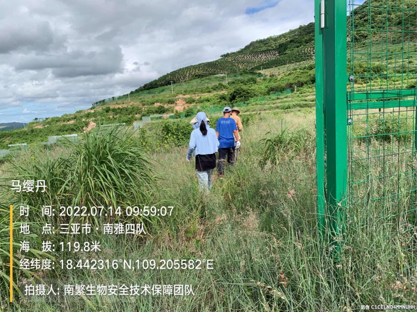 马缨丹