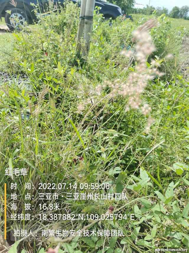 红毛草