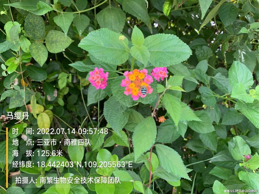 马缨丹