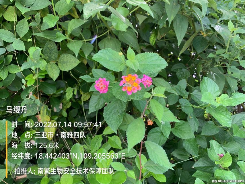 马缨丹