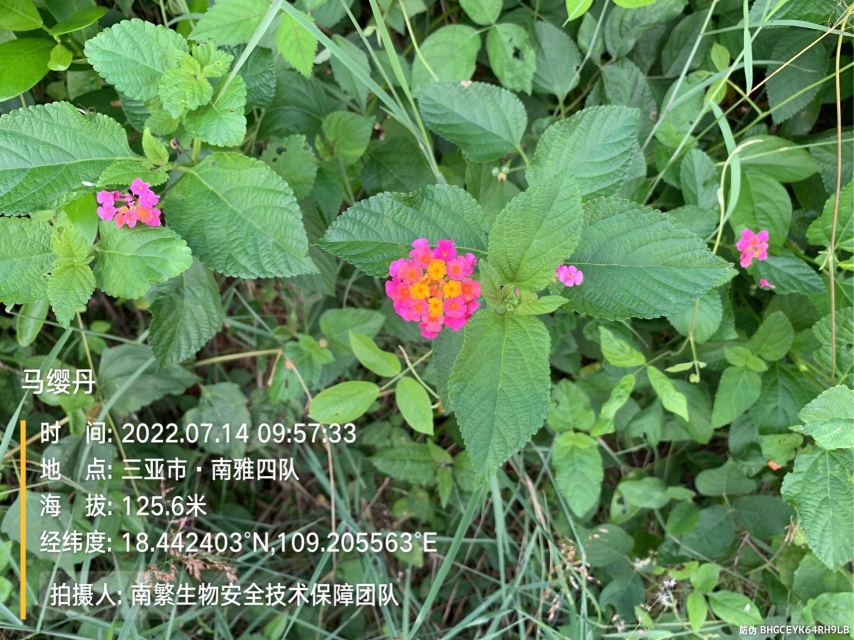 马缨丹