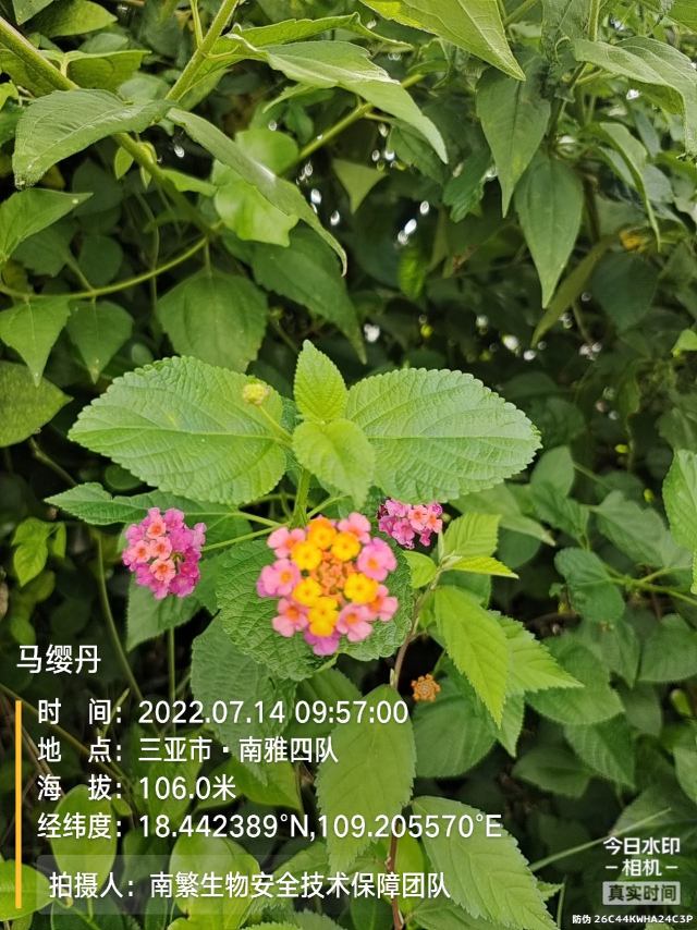 马缨丹
