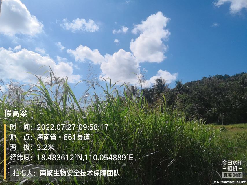 假高粱