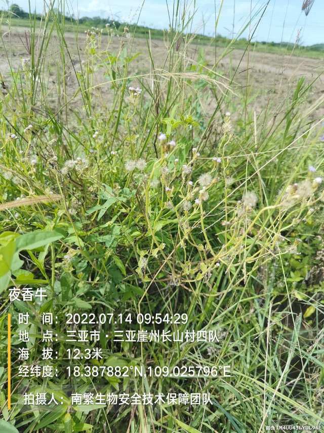 夜香牛