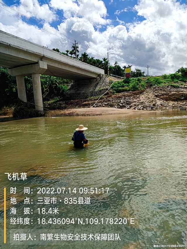 飞机草