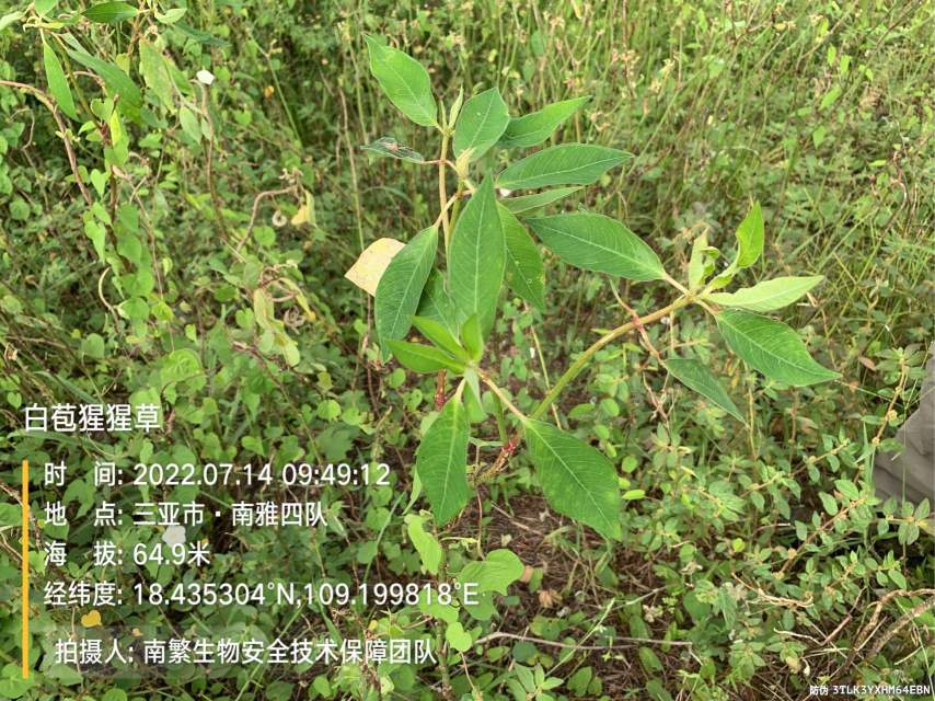 白苞猩猩草