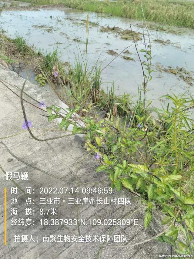 假马鞭